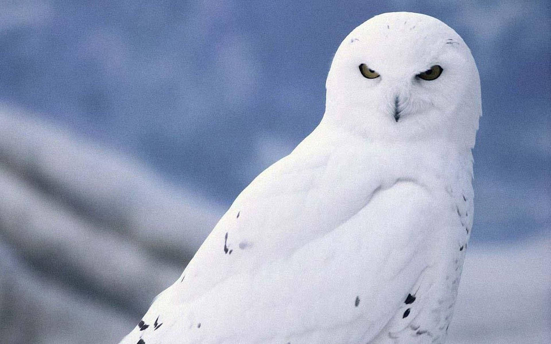White Snowy Owl Background