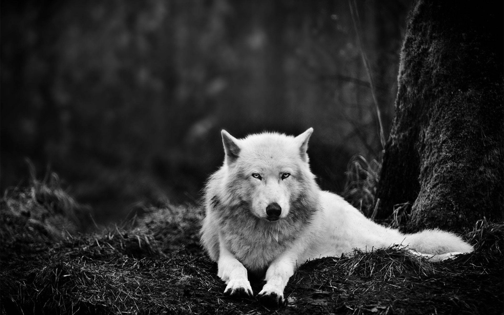 White Wolf Grayscale Background