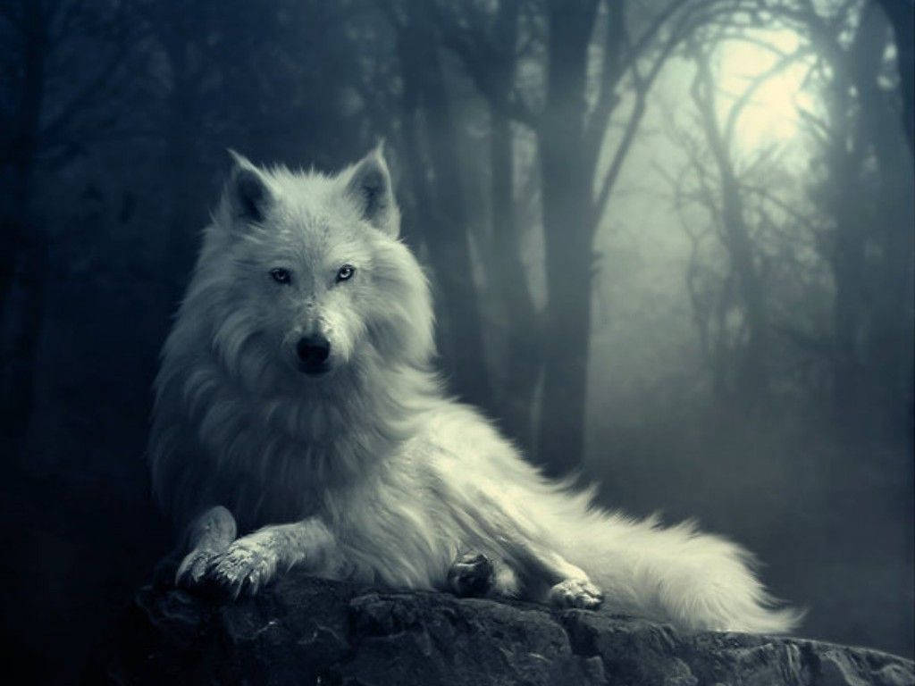 White Wolf In Forest Background