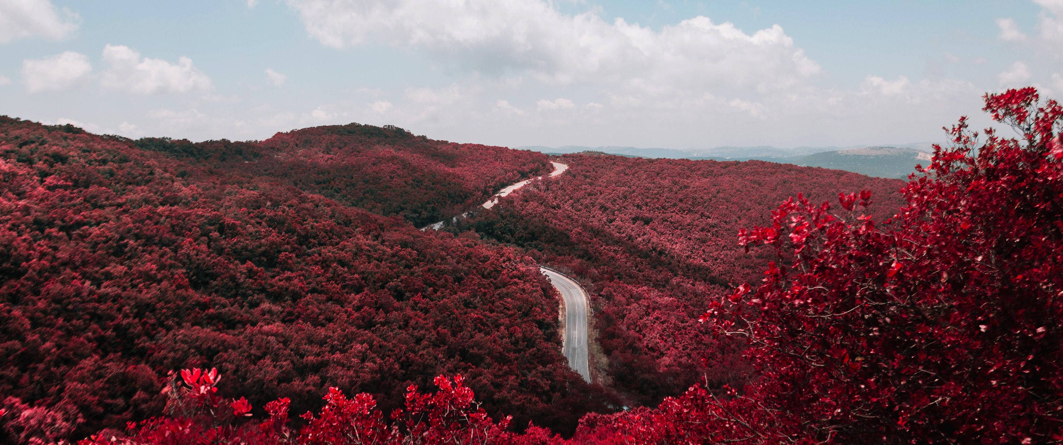 Wide Red Forest Background
