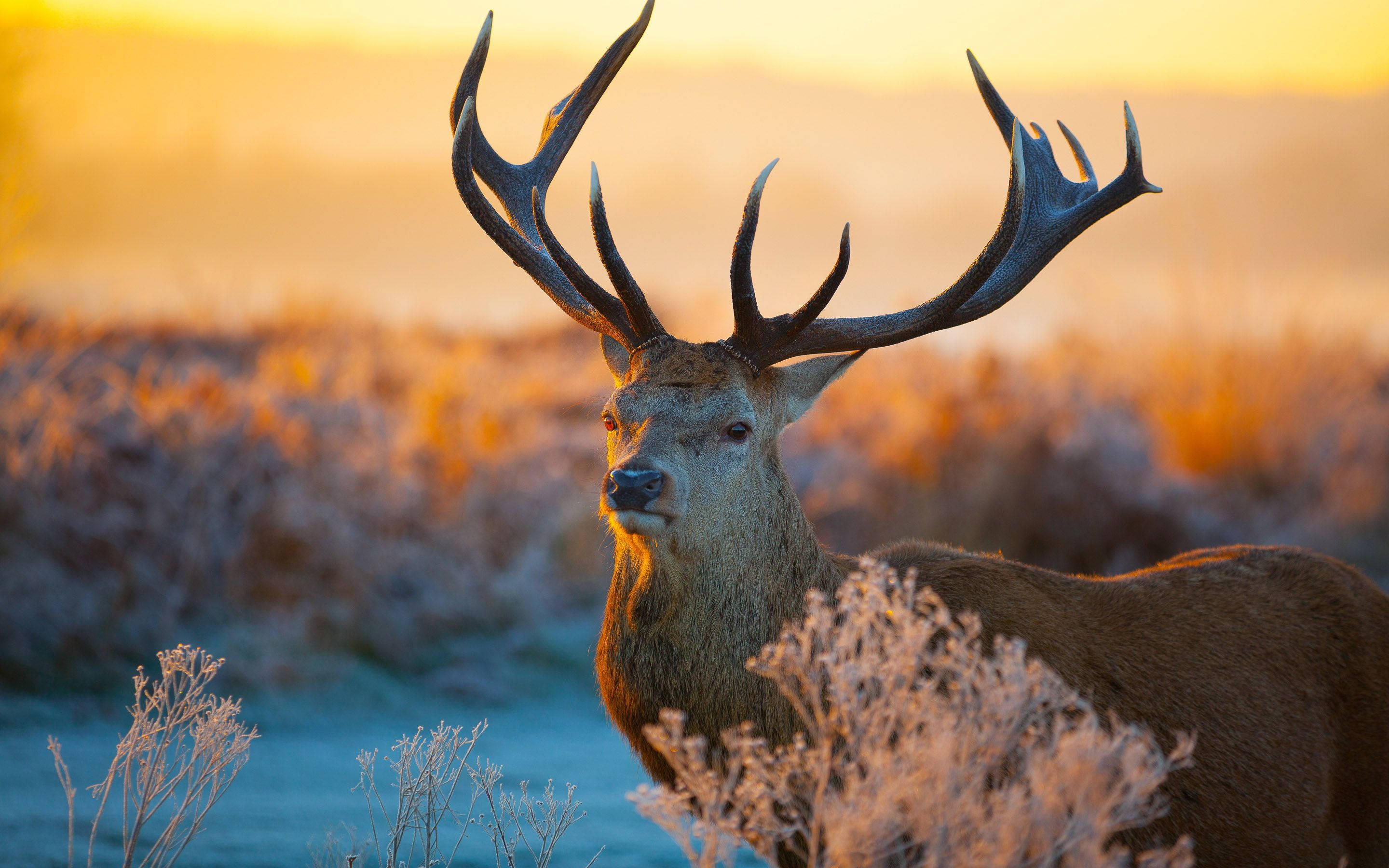 Download Wild Deer Animal Wallpaper 