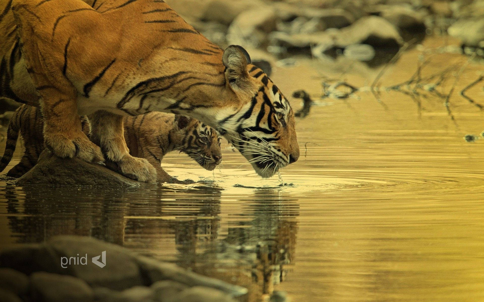 Wild Tigers Bing Hd Cover Background