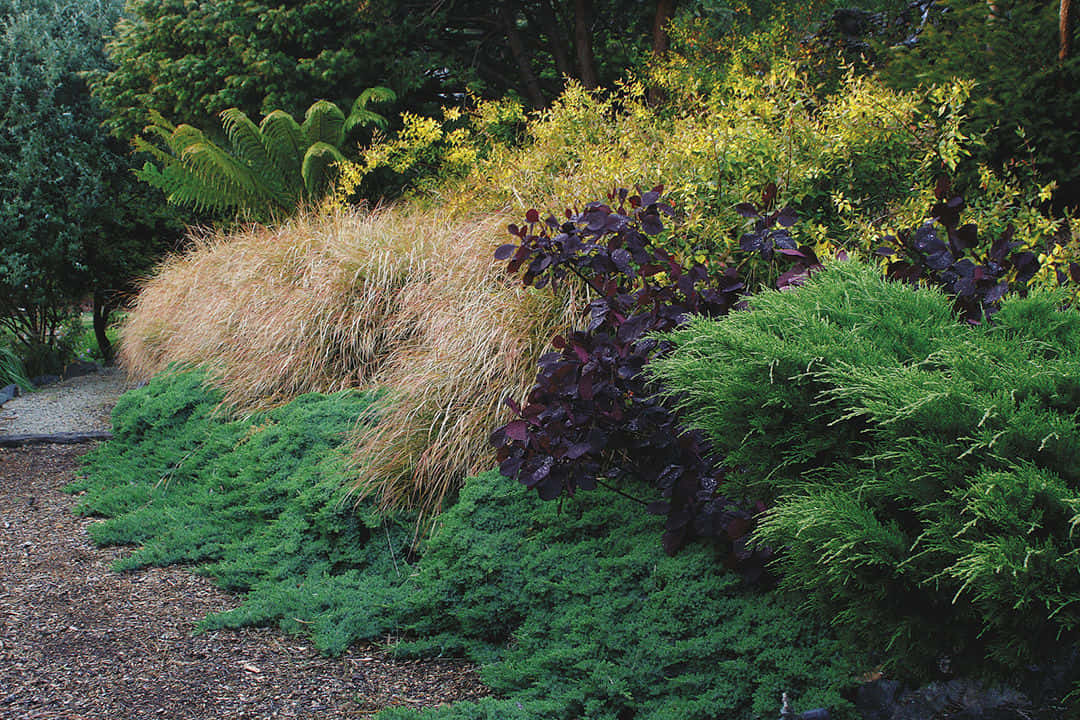 Download Wind Grass Garden Shrubs Overgrown Wallpaper | Wallpapers.com