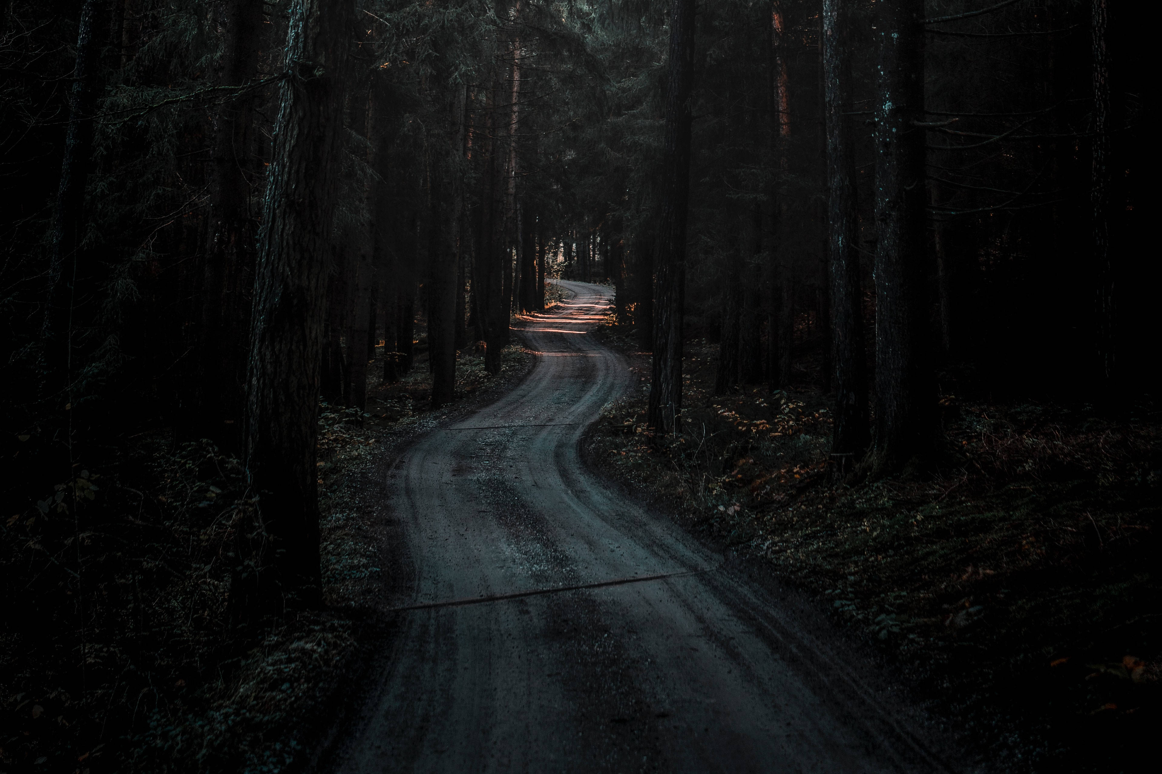 Winding Road Dark Forest Background