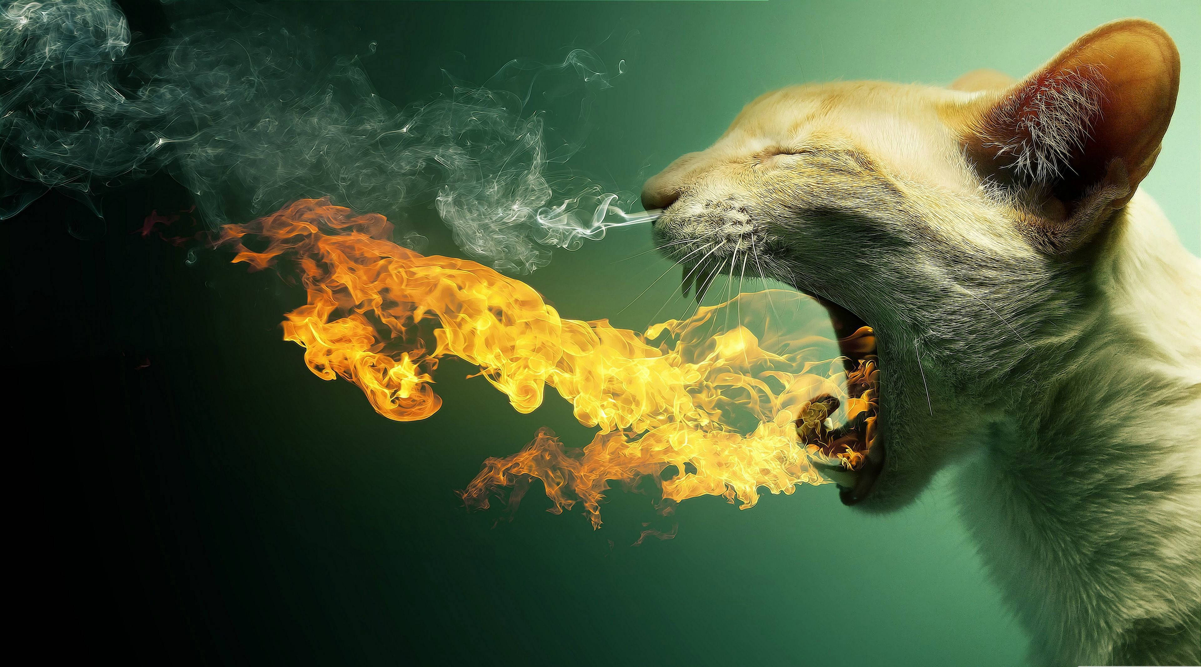 Download Windows 11 4k Cat Fire Breath Wallpaper 