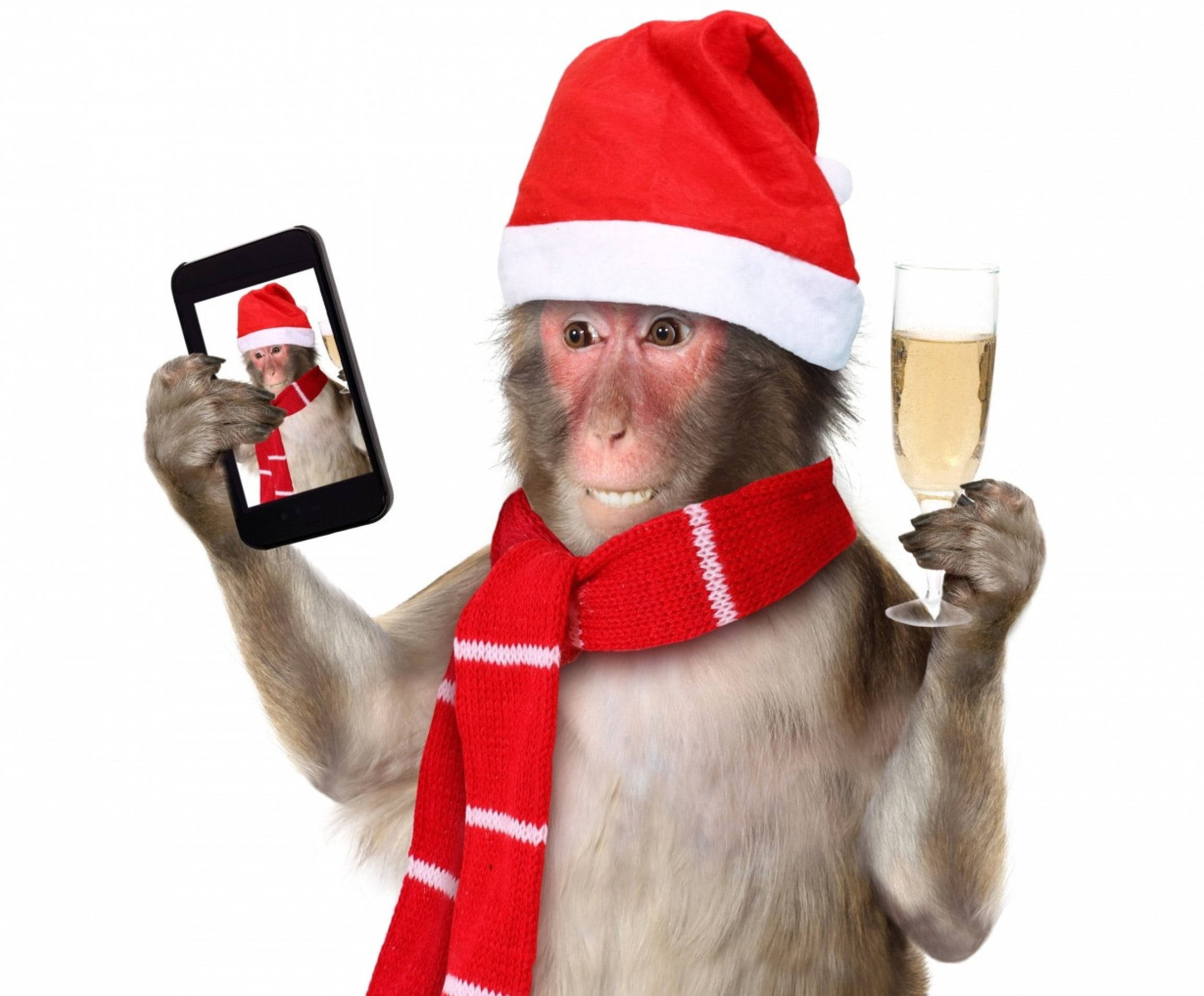 Download Winter Phone Monkey Selfie Wallpaper 