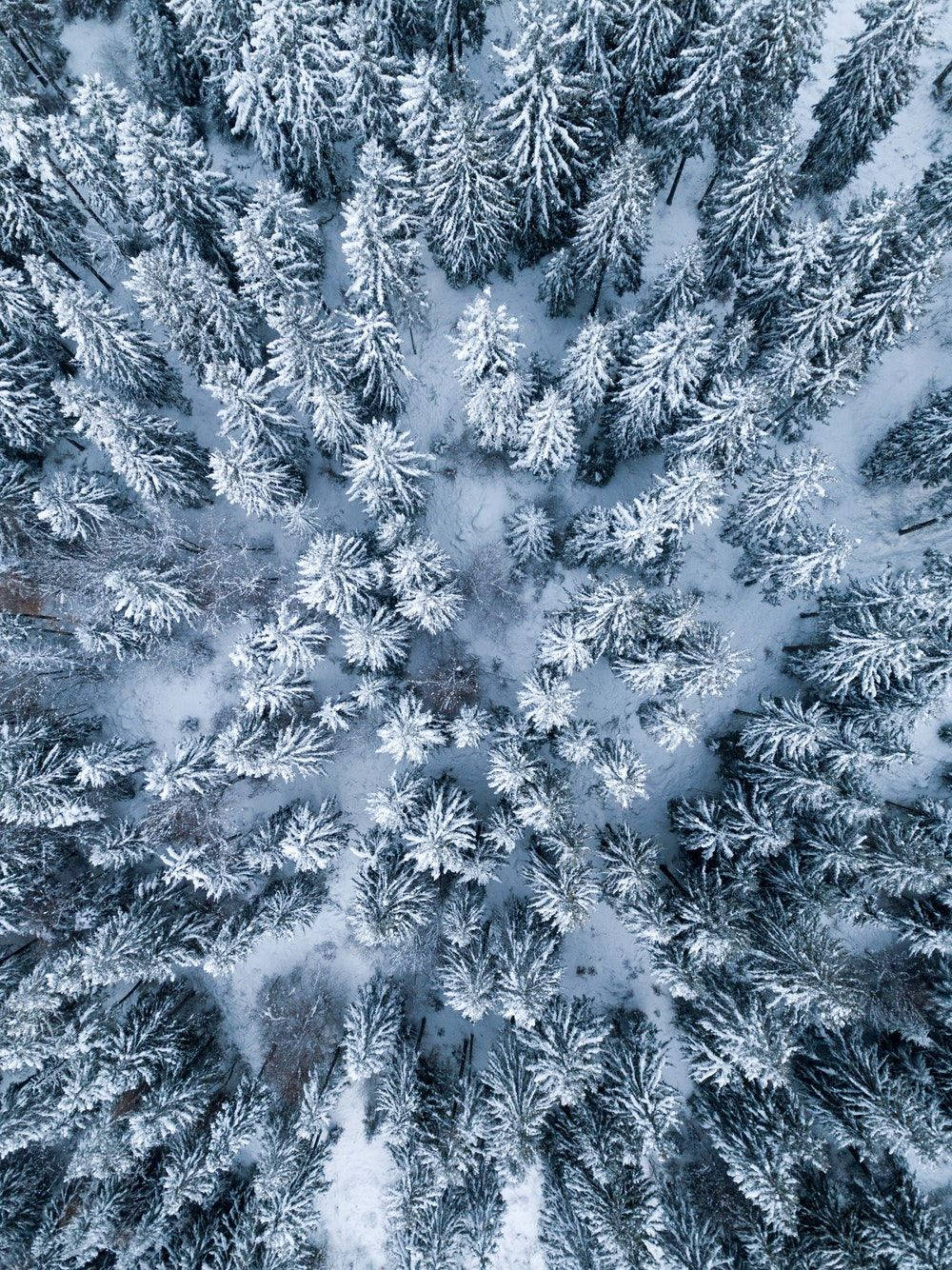 Winter Pine Trees Ipad Display Background