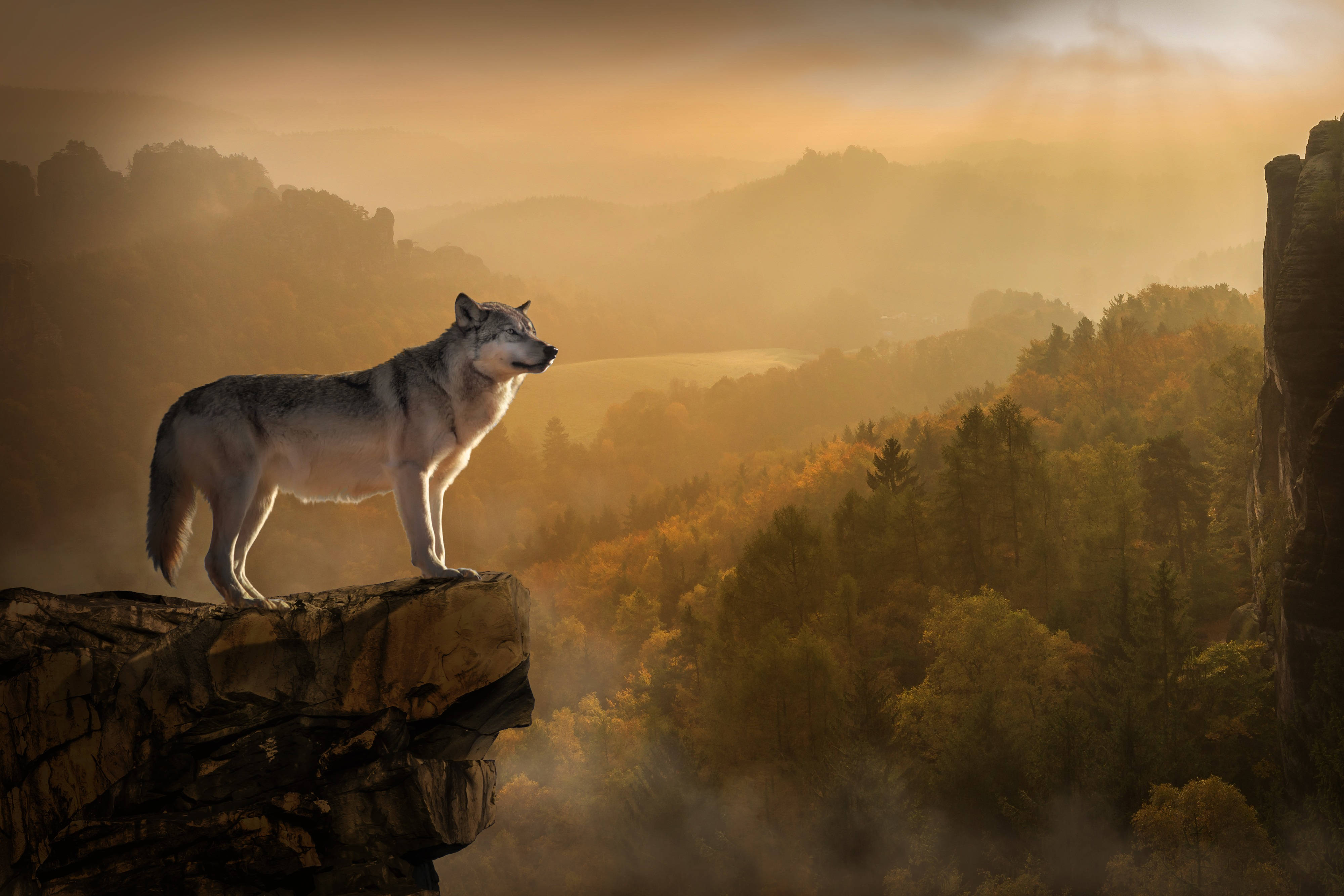 Wolf On Rock Background
