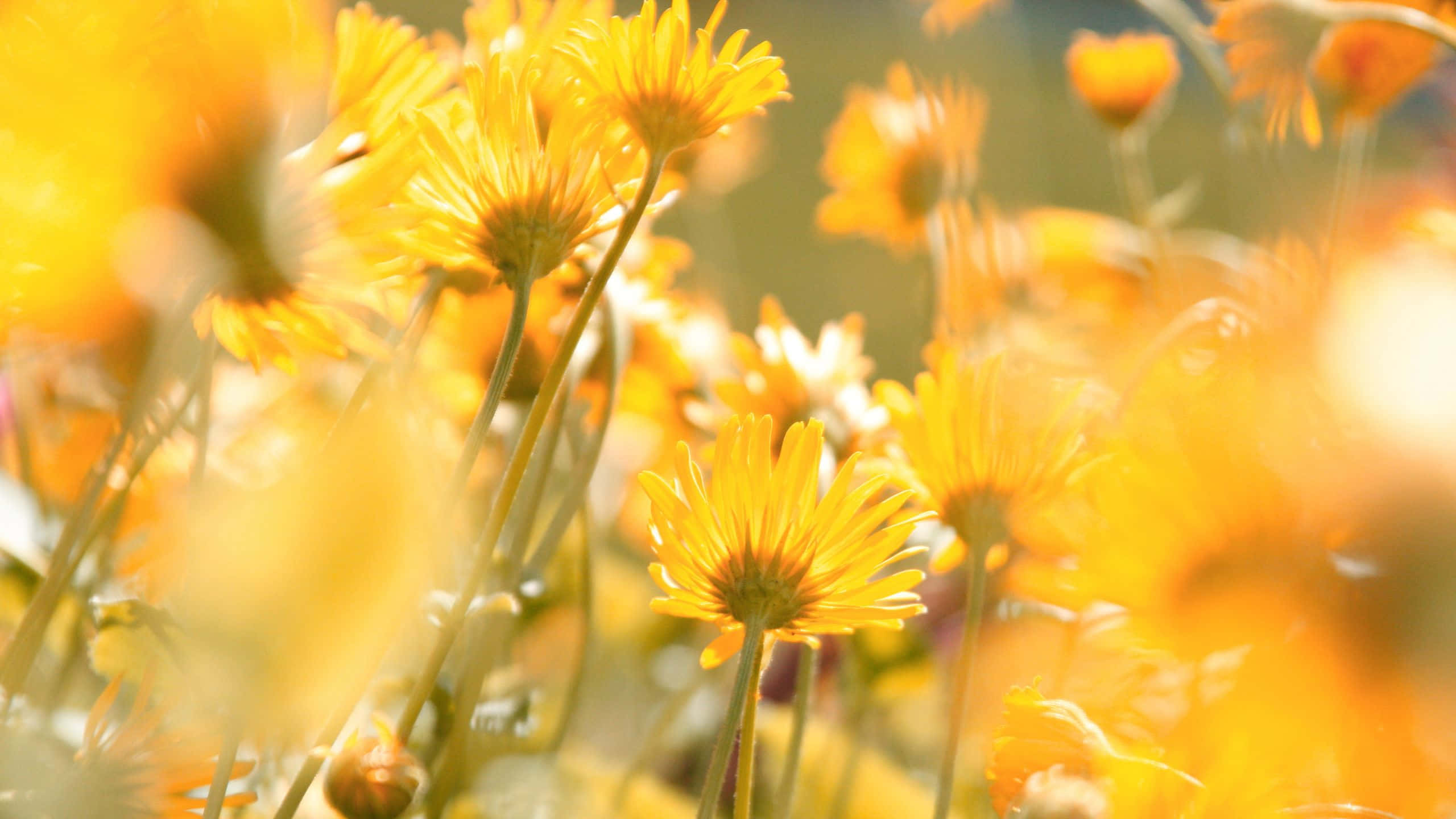 Download Delicate Yellow Aesthetic Flower Desktop Wallpaper ...