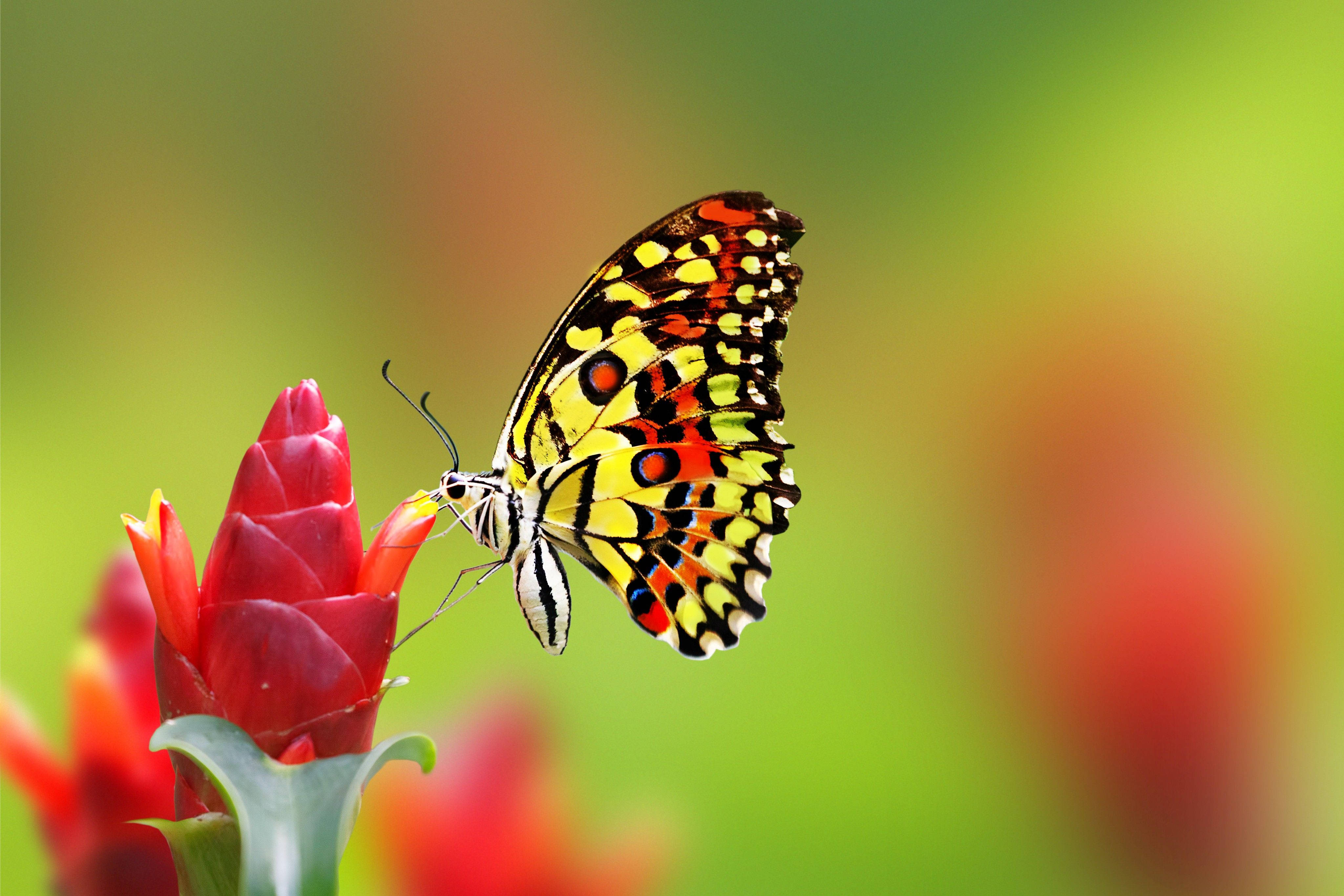 Yellow And Orange Butterfly Background