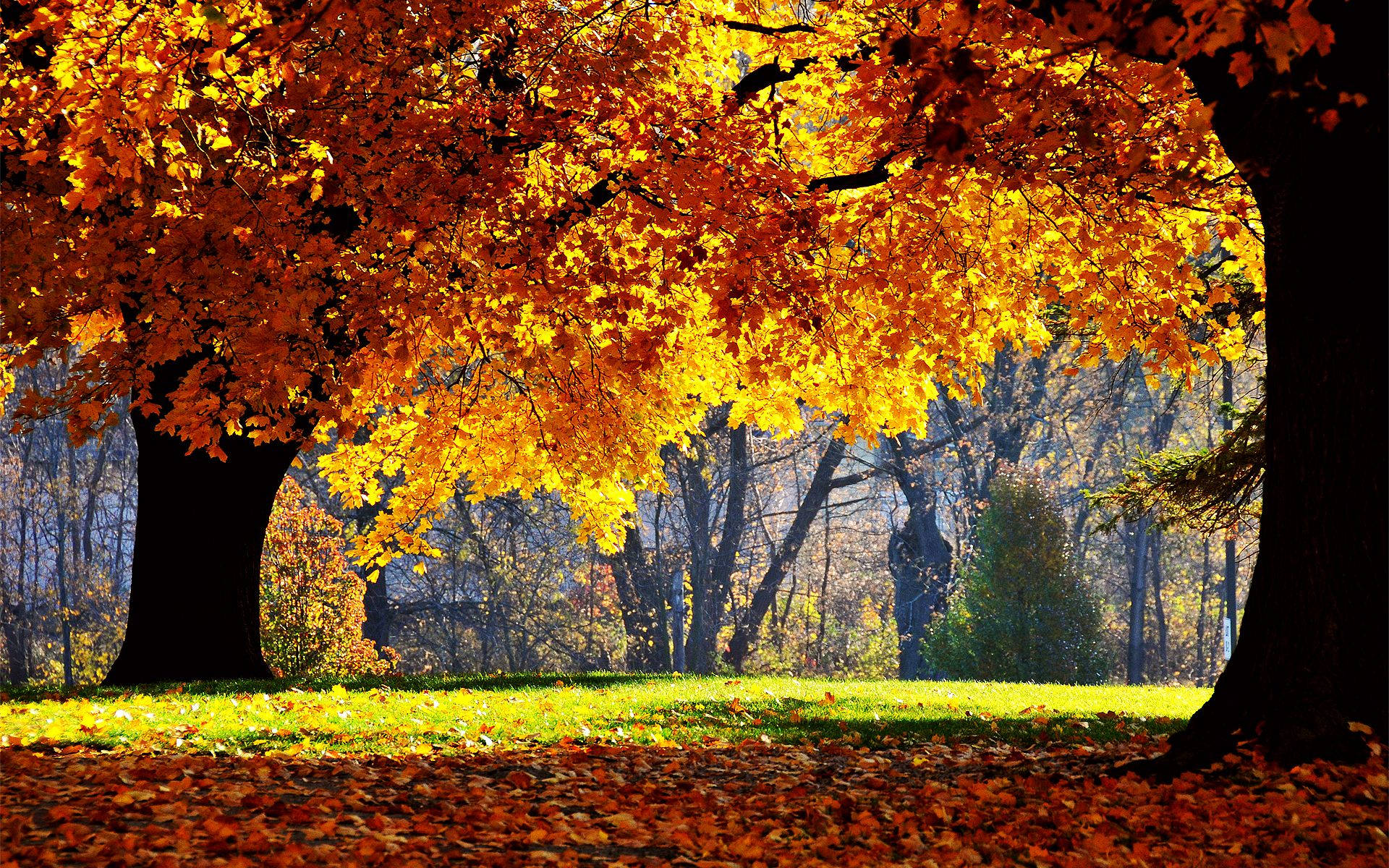 Yellow Orange Trees On Fall Season Background