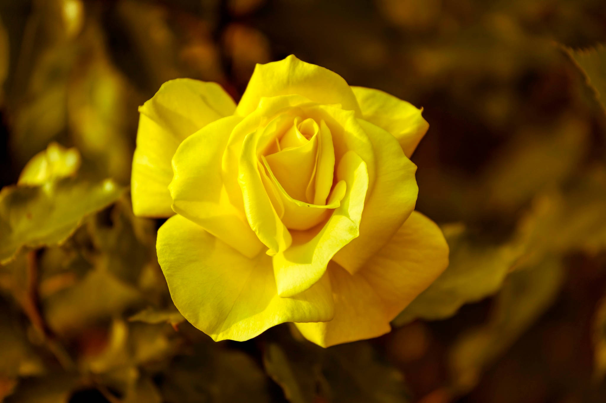 Yellow Rose Flower Background