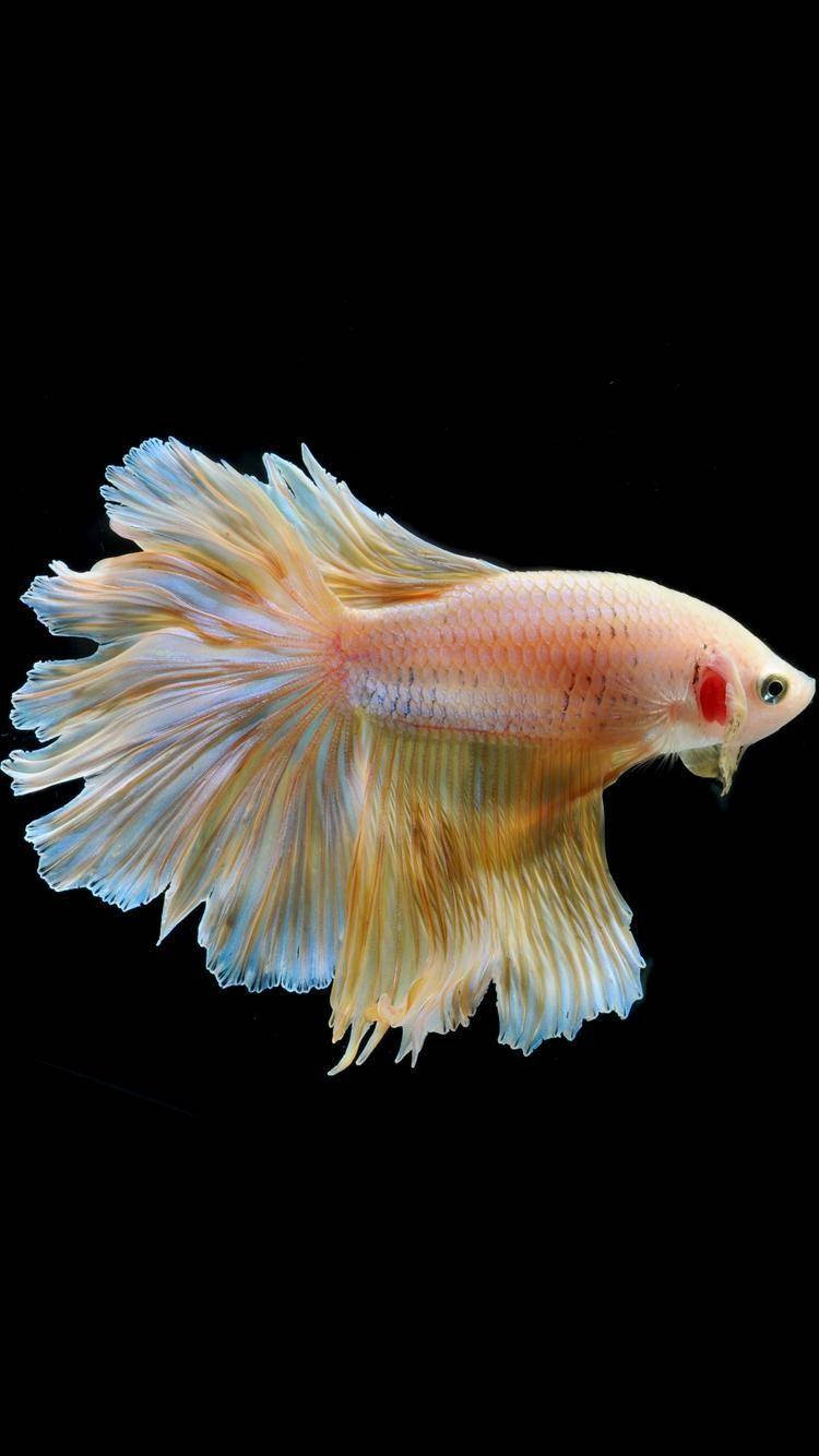 Download Yellow White Betta Fish Wallpaper | Wallpapers.com