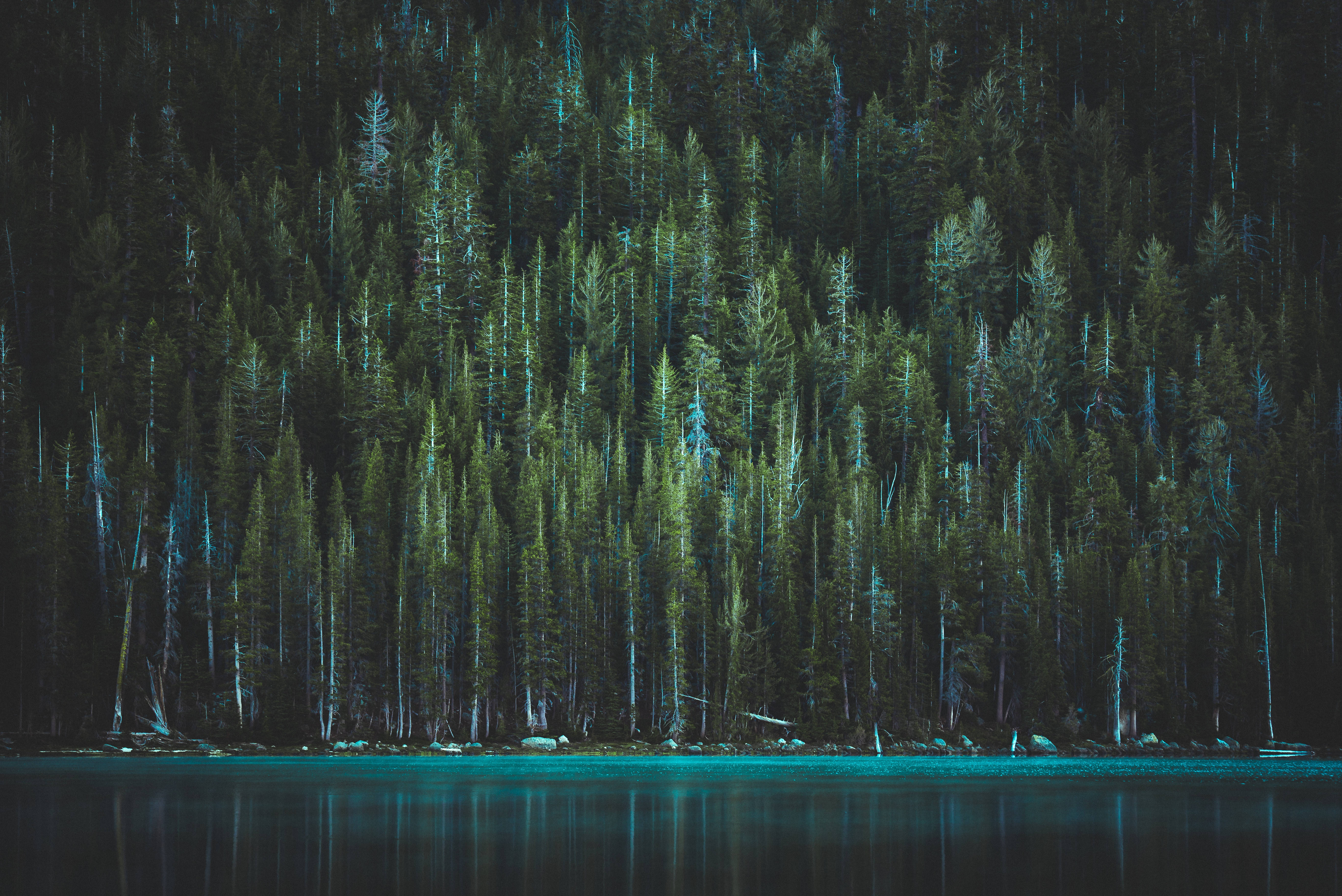 Yosemite Lake And Trees Background