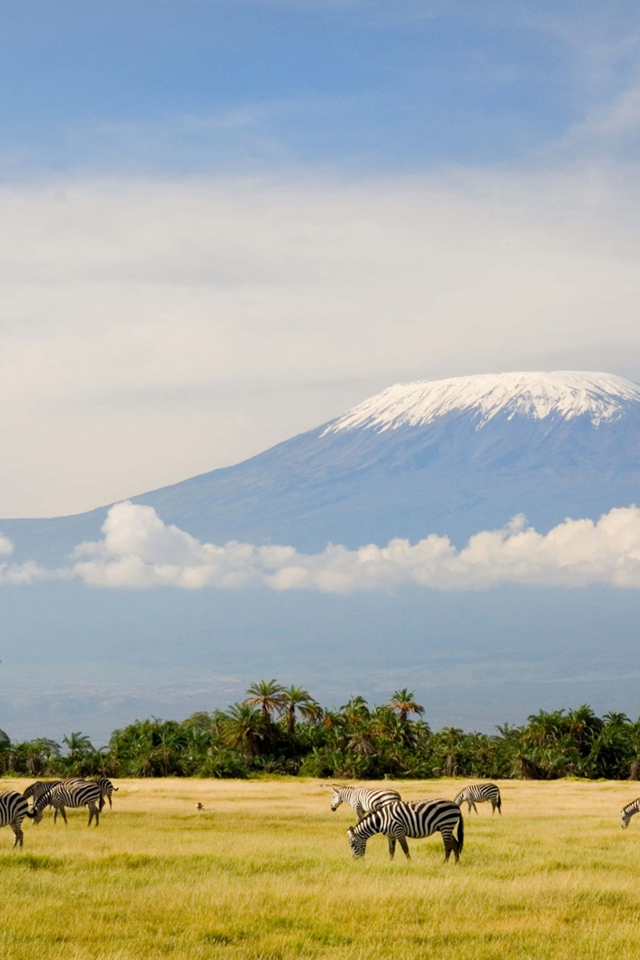 Download Zebras In Mount Kilimanjaro Wallpaper | Wallpapers.com