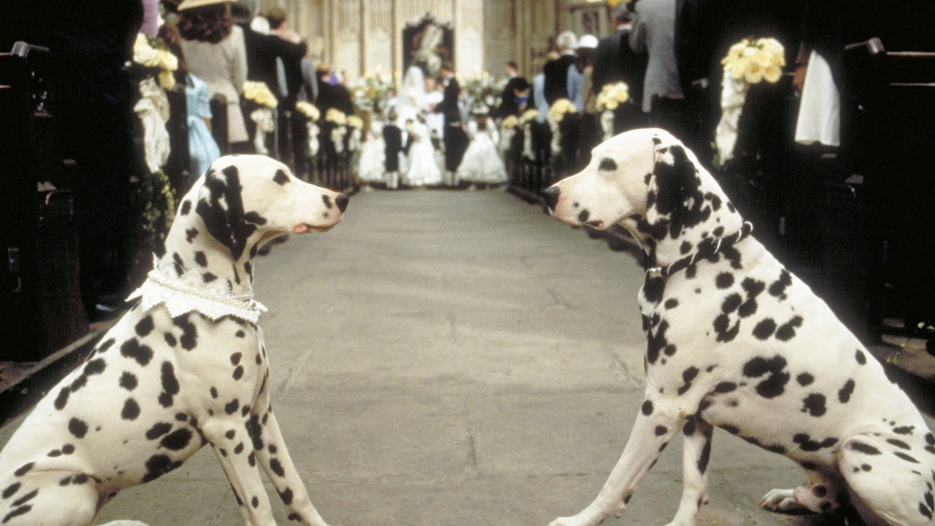 101 Dalmatians On Wedding Background