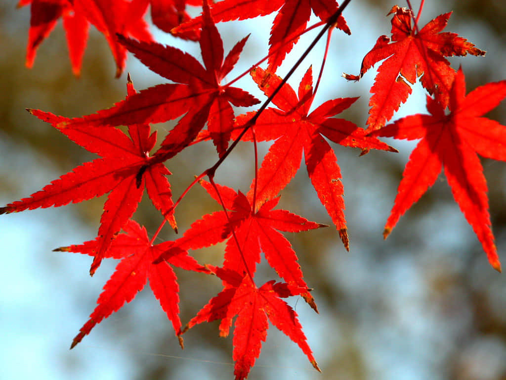 1024 X 768 Autumn Japanese Maple Leaves Wallpaper