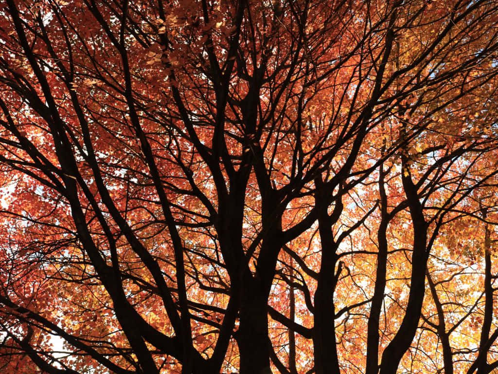 Pittoricobosco D'autunno Con Tonalità Di Arancione E Marrone Sfondo