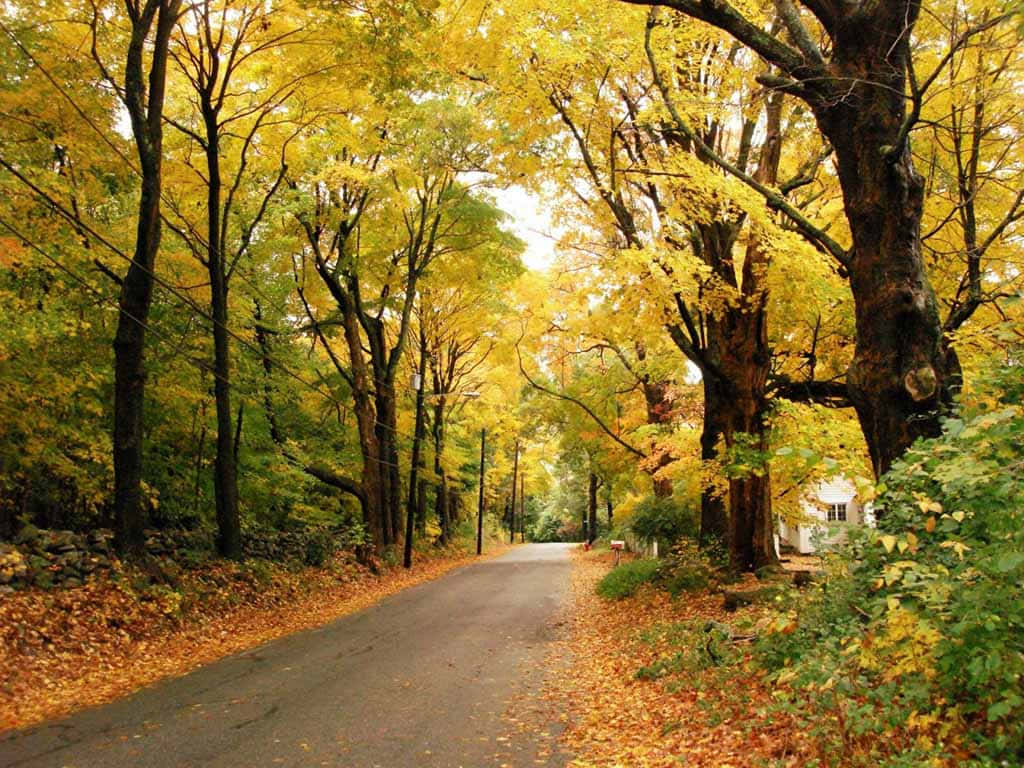 En vej beklædt med gule blade og træer. Wallpaper