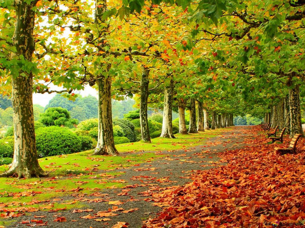 A Vibrant Autumn Day in the Country Wallpaper