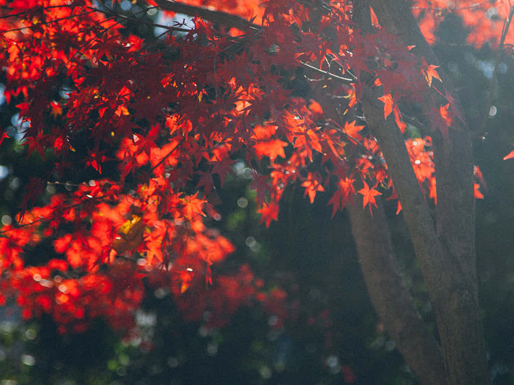 Ibellissimi Colori Dell'autunno Sfondo