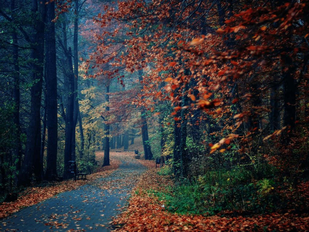Image  Nature's Splendor: An Autumn Scene. Wallpaper