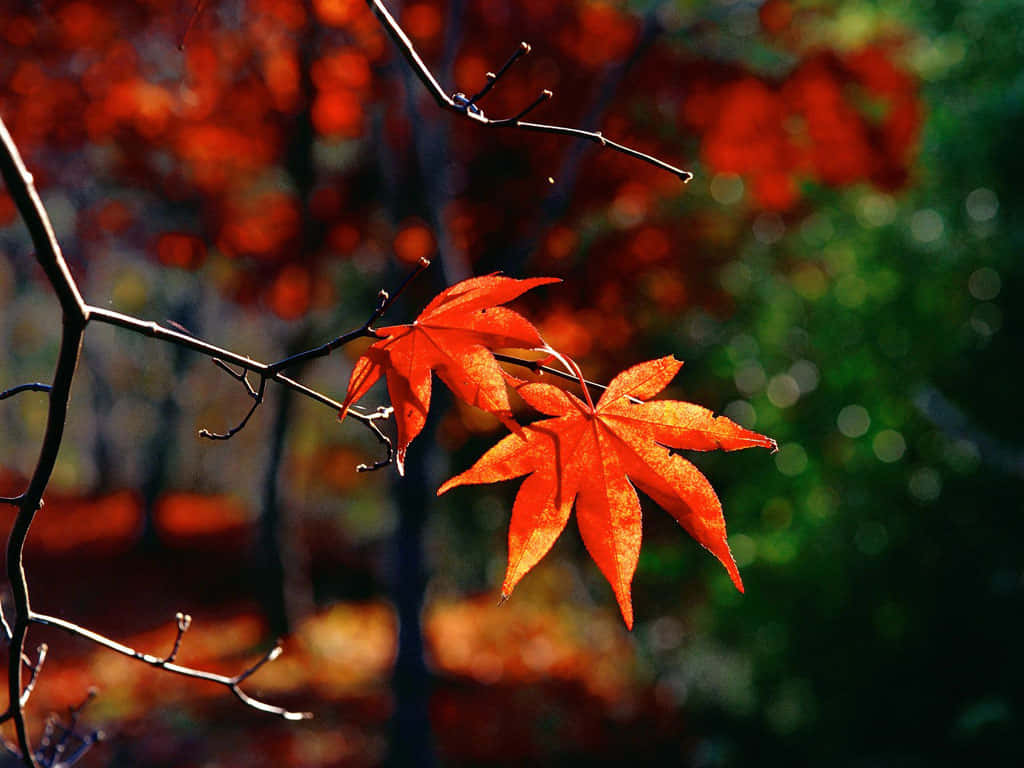 Colorful autumn leaves illustrate the changing of the seasons Wallpaper