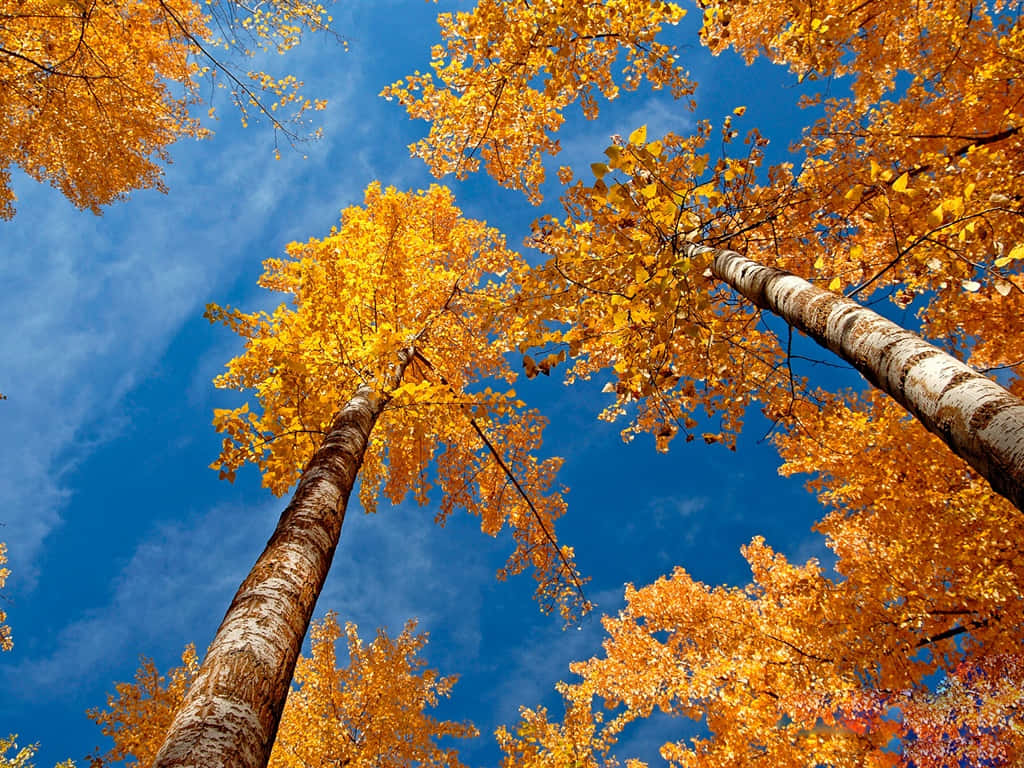 1024 X 768 Autumn Aspen Trees Low Angle Shot Wallpaper