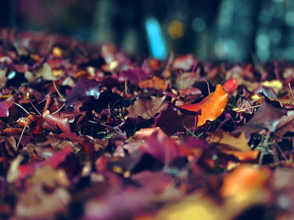 Enjoy this beautiful autumn landscape Wallpaper