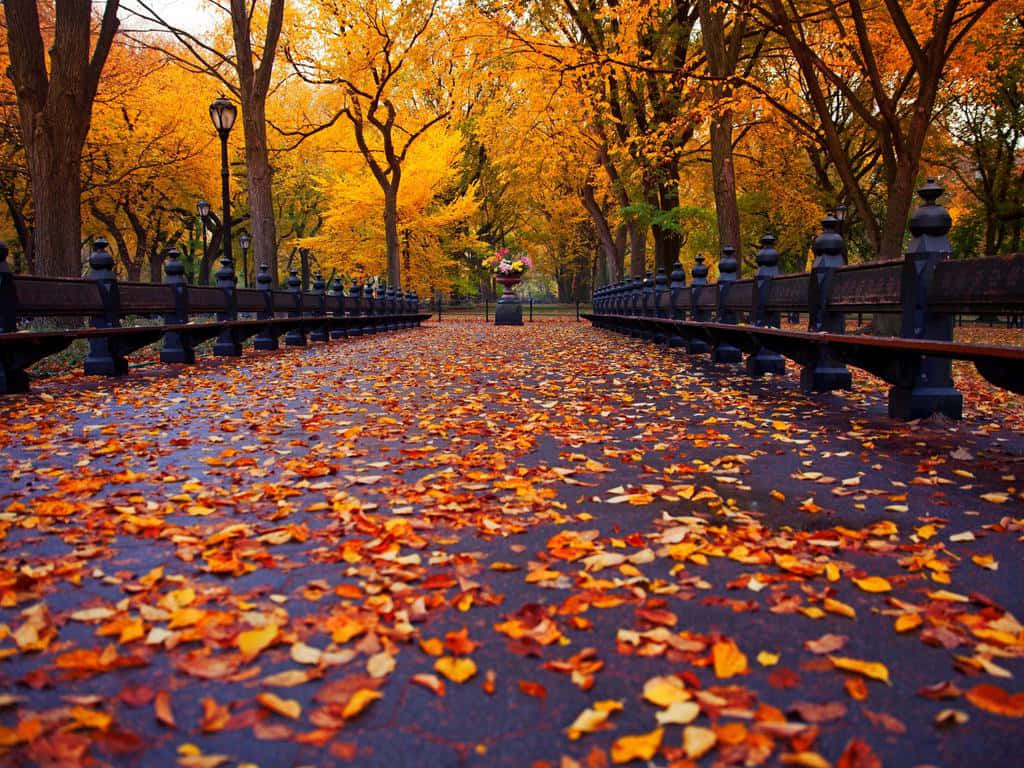 Enjoy The Beauty Of The Autumn Season Wallpaper