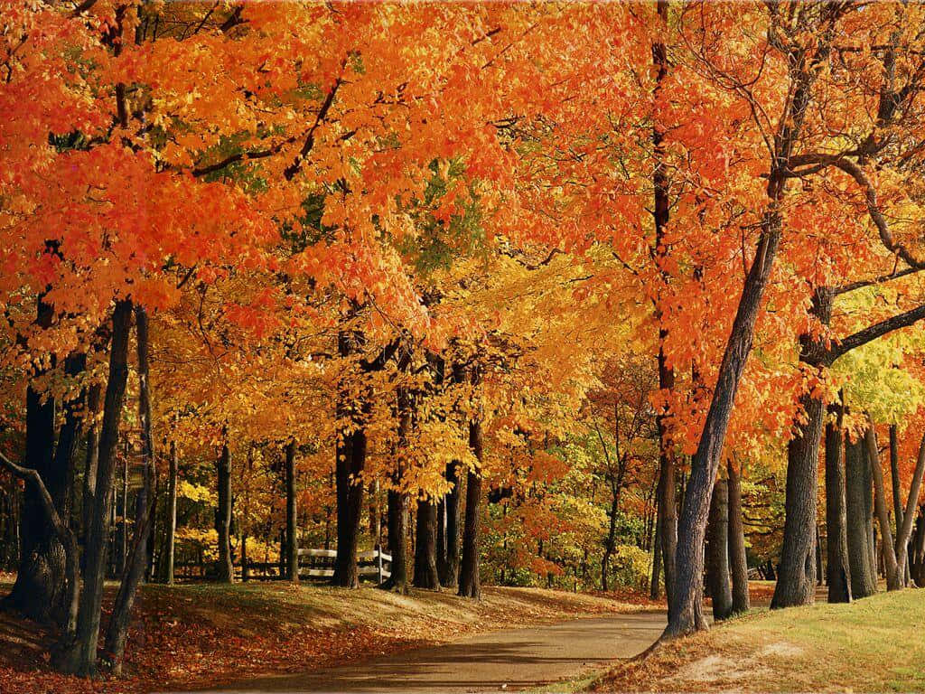 : The Colours of Autumn Wallpaper