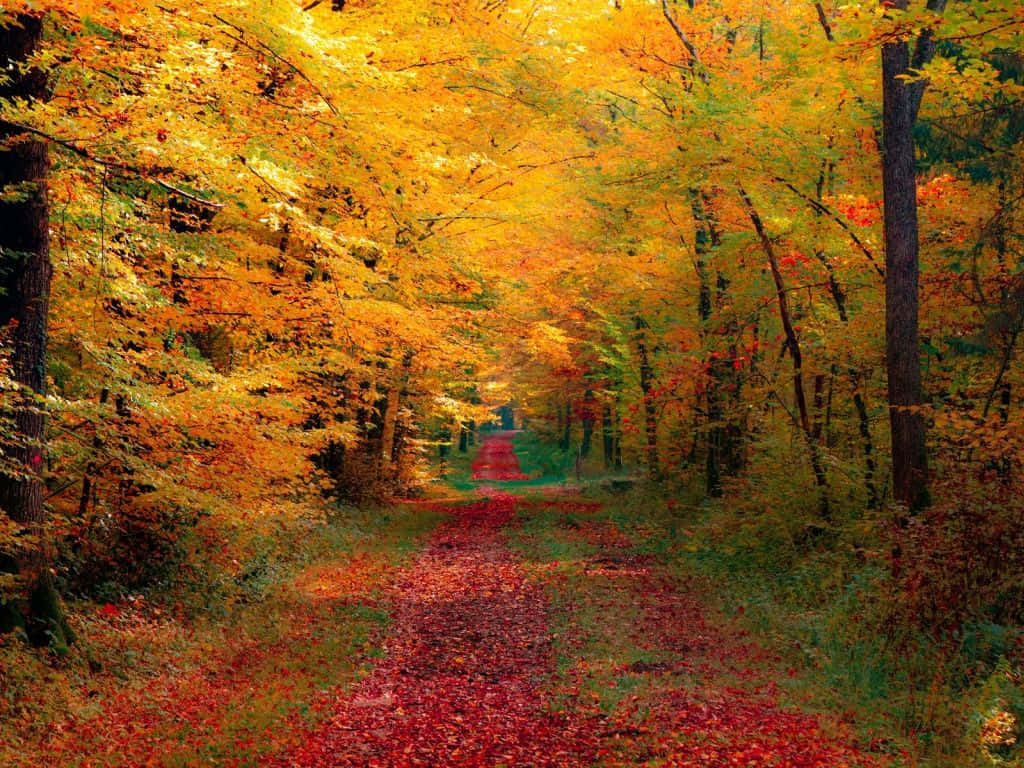 Colorful Fall Landscape Wallpaper