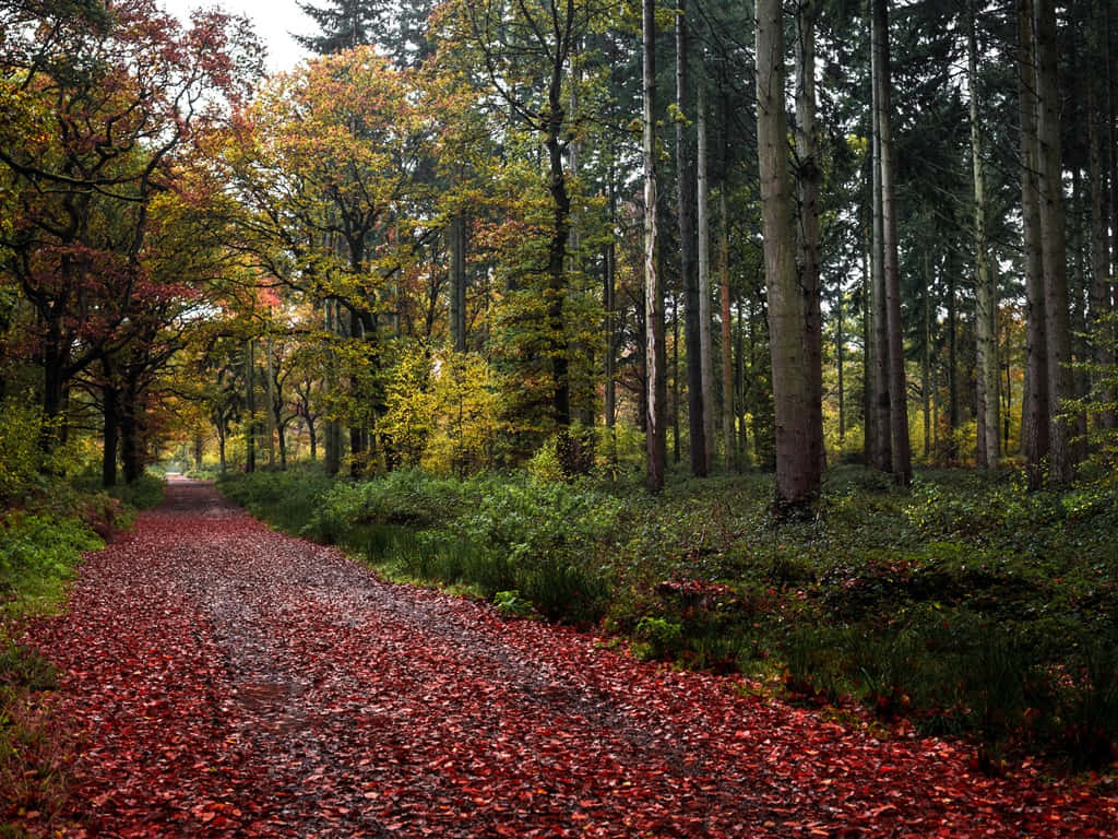 A Red Gravel Path In The Forest Wallpaper