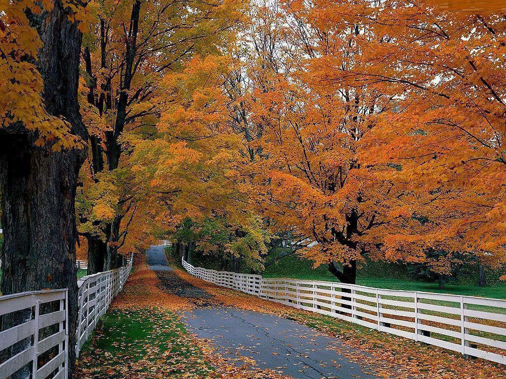 Enjoy the beauty of an autumn day Wallpaper