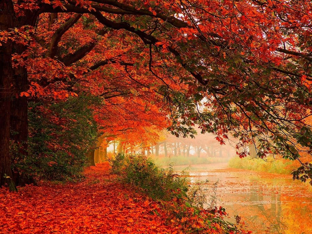 The Changing Foliage of the Forest in Autumn Wallpaper