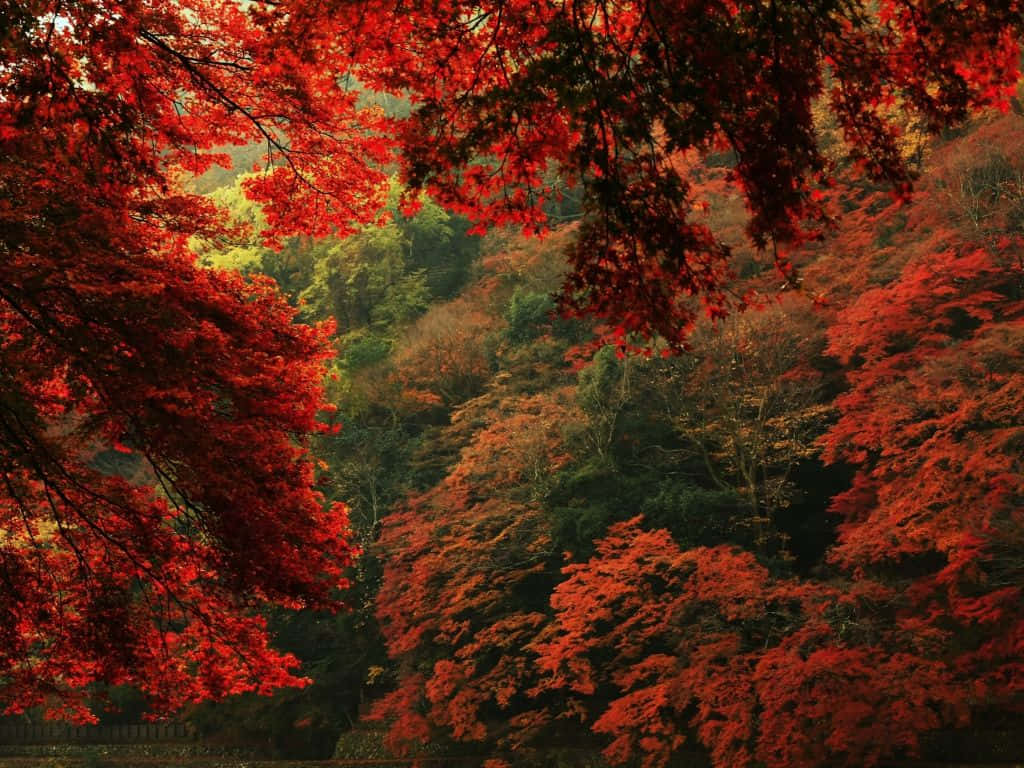 A bridge framed by bursting autumn foliage Wallpaper