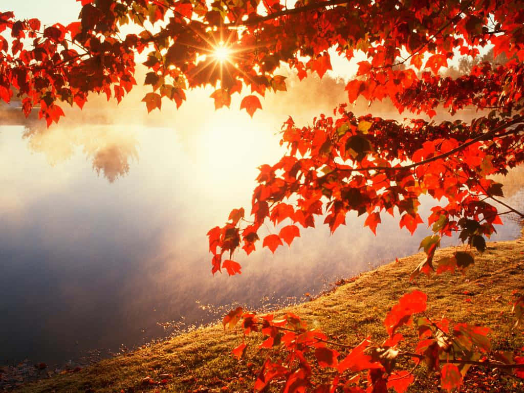 Celebrala Bellezza Dell'autunno Con Un'immagine Stupenda Di Una Foglia Dorata In Primo Piano, Un Ruscello Che Mormora Sullo Sfondo E Una Leggera Spolverata Di Neve Tra Di Loro. Sfondo