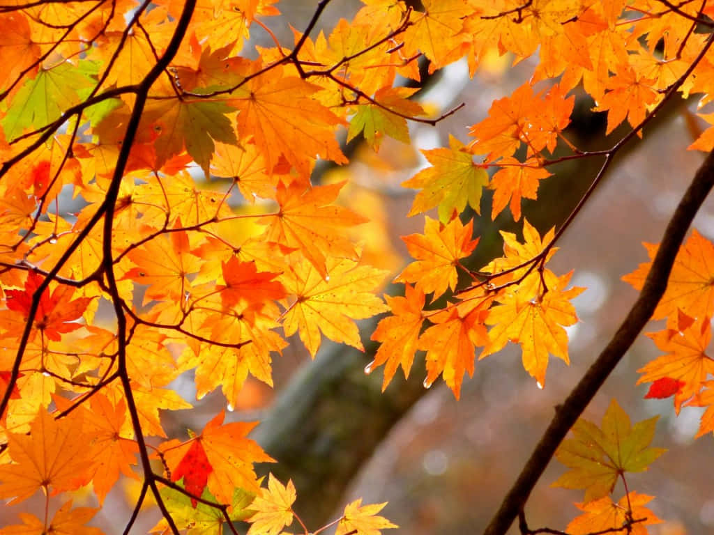 Genießedie Farben Des Herbstes Wallpaper