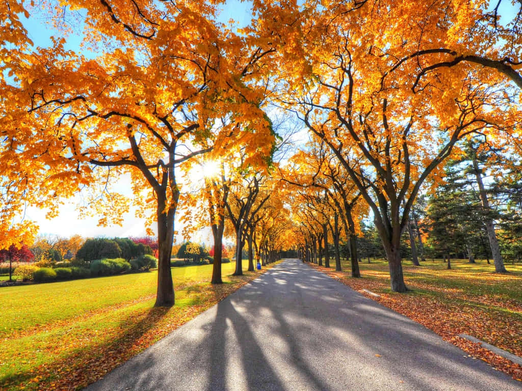 Peaceful Autumn landscape in 1024 X 768 resolution Wallpaper