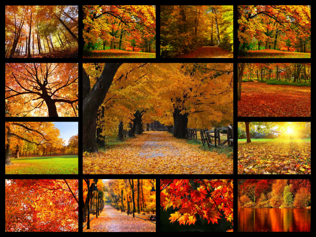 Paisagemrica E Colorida De Outono Para Computador Ou Celular. Papel de Parede