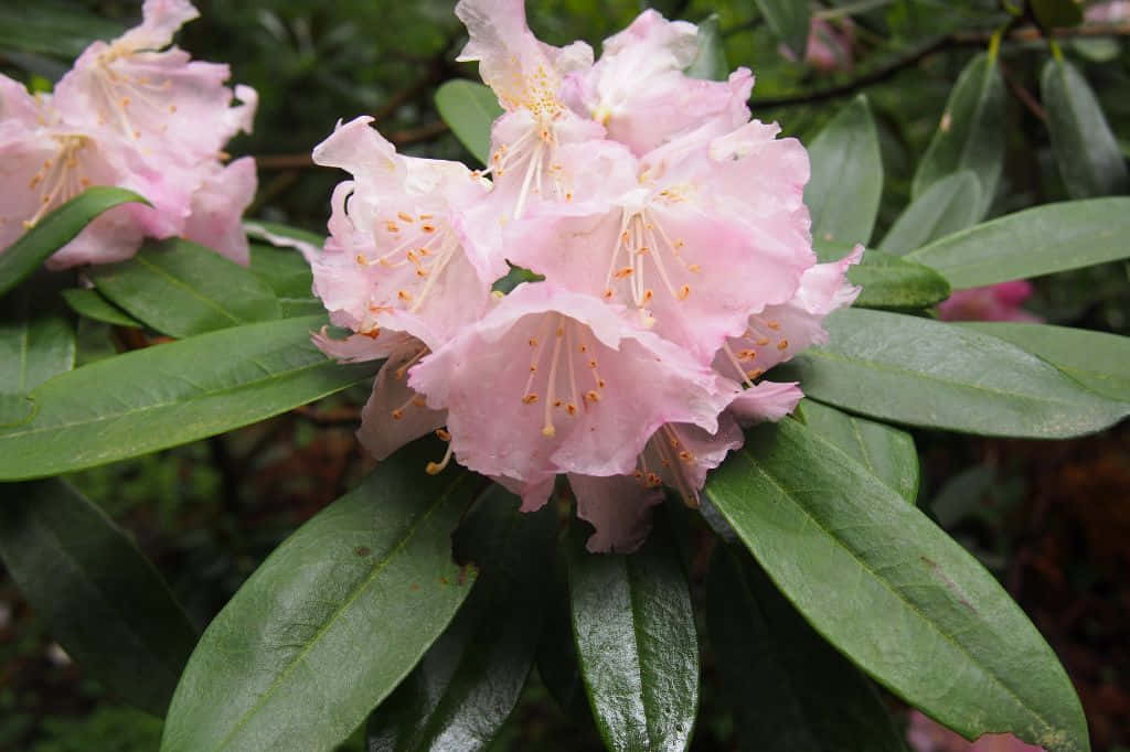 Rhododendron Rhododendron Rhododendron Rhododendron Wallpaper