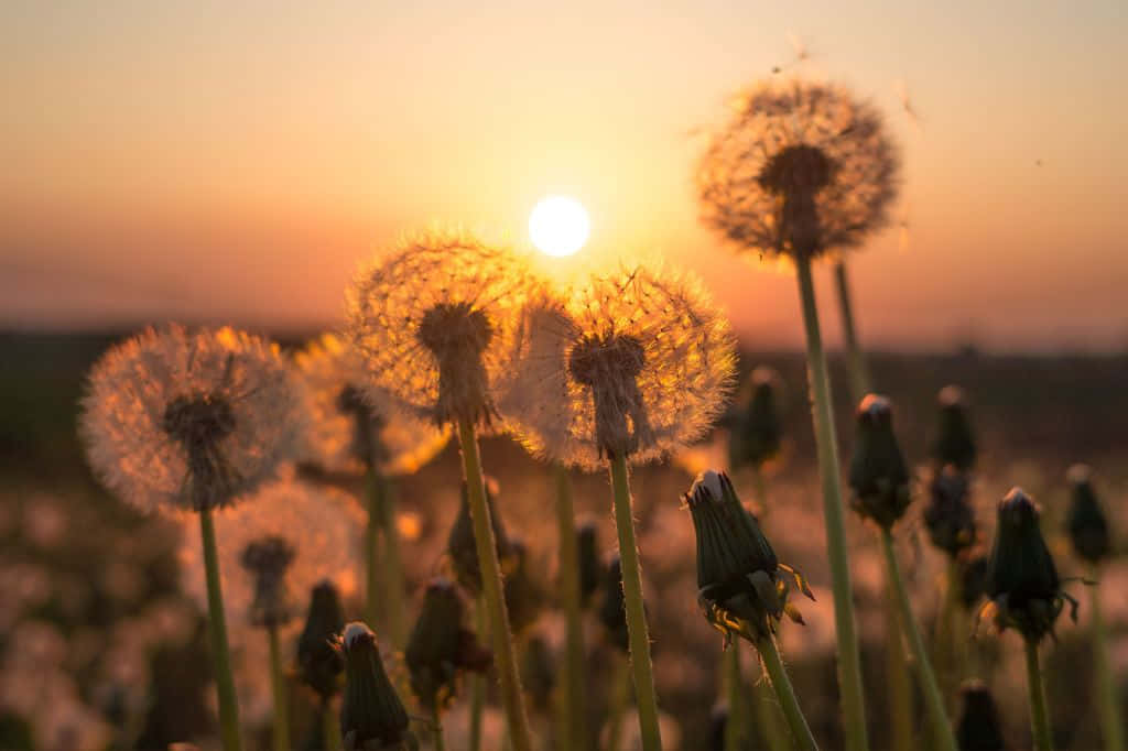 Dandelion Flowers In The Field At Sunset Wallpaper