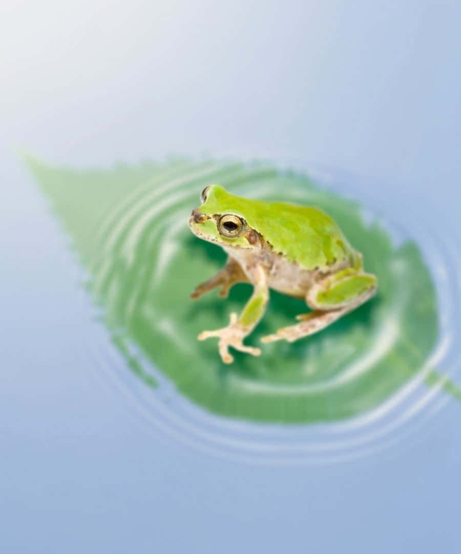 A Green Frog Is Sitting On A Leaf In Water