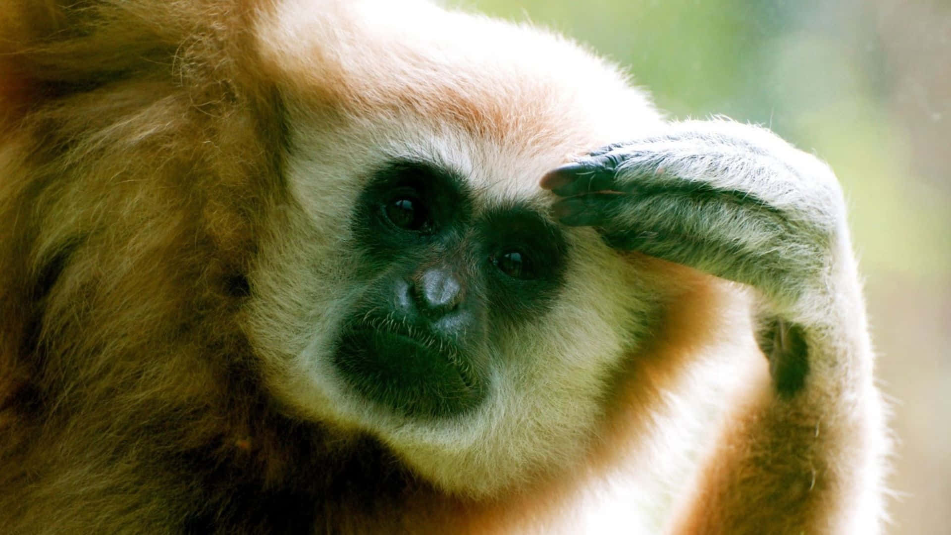 Close up of a brown gibbon against a backdrop of trees