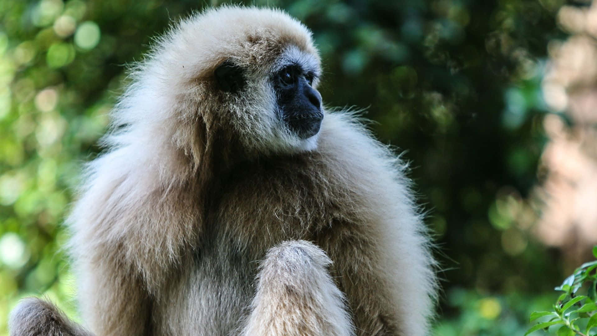 Unabellissima Scimmia Gibbone Che Si Dondola Tra Gli Alberi Della Foresta.