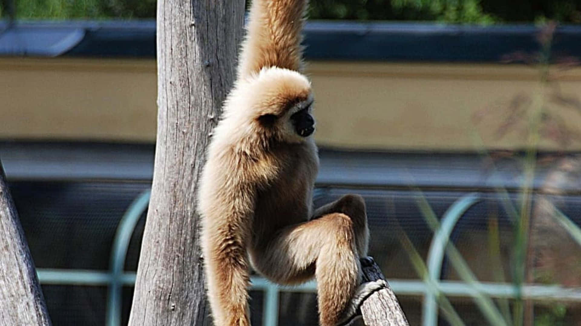 Immagineprimo Piano Di Un Gibbone Dalle Guance Grigie Su Un Albero