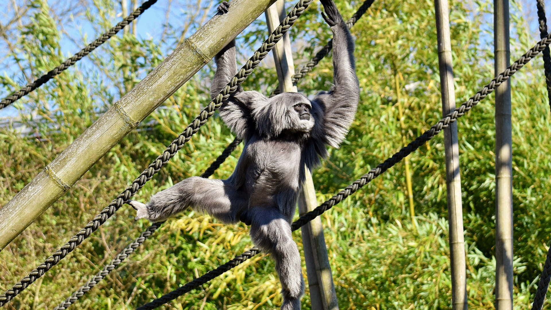 A Gibbon Swinging Across a Rainforest