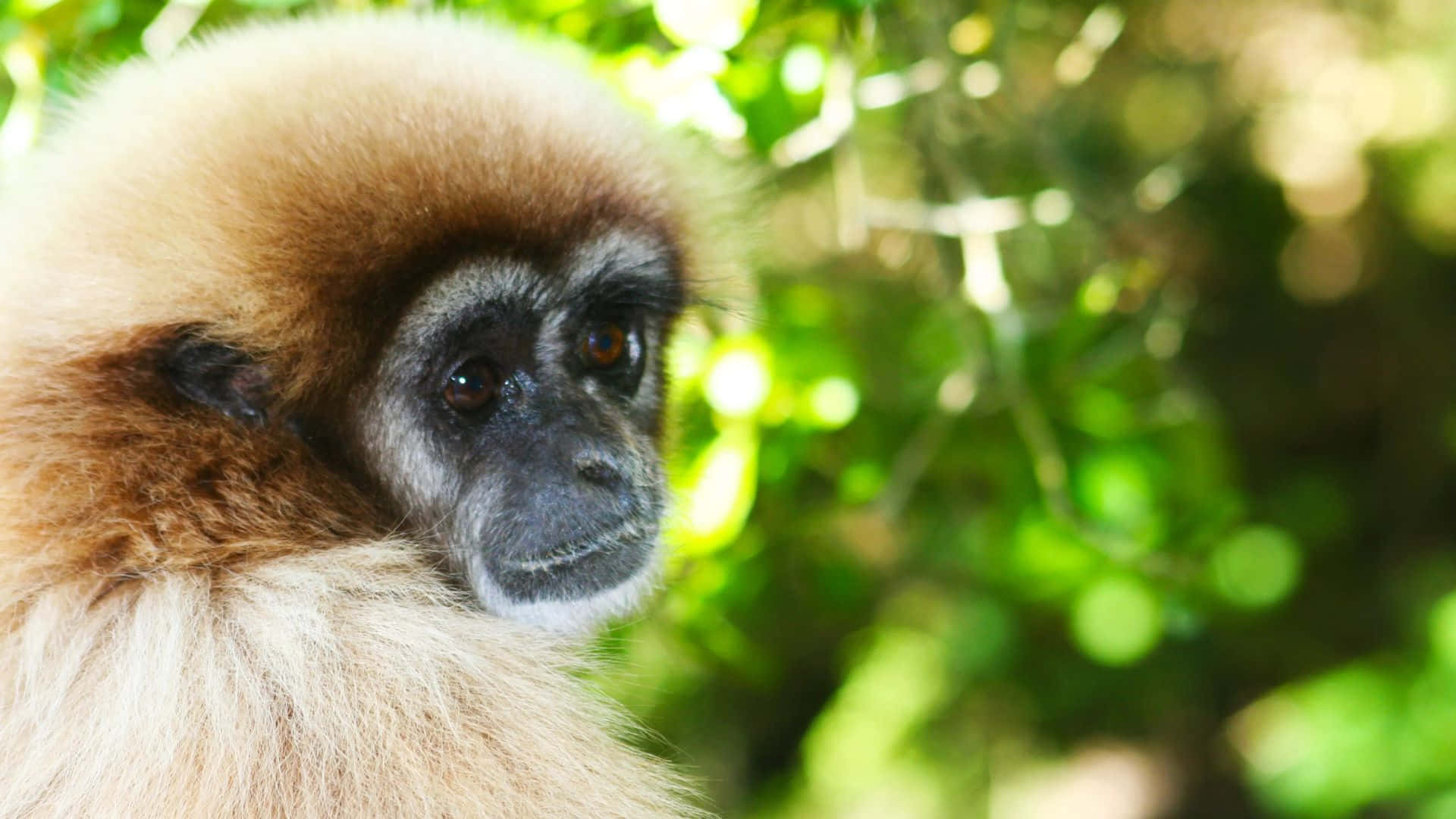 Enbedårande Gibbon Som Njuter Av Landskapet