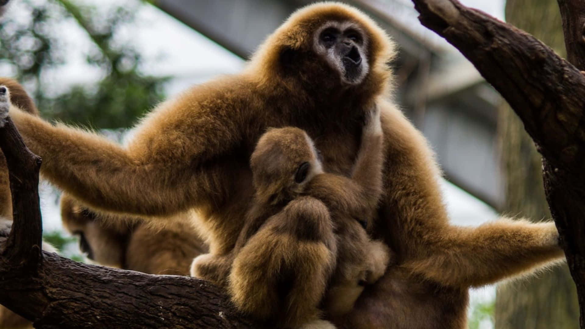 A Gibbon Sitting Serenely in a 1080p Background