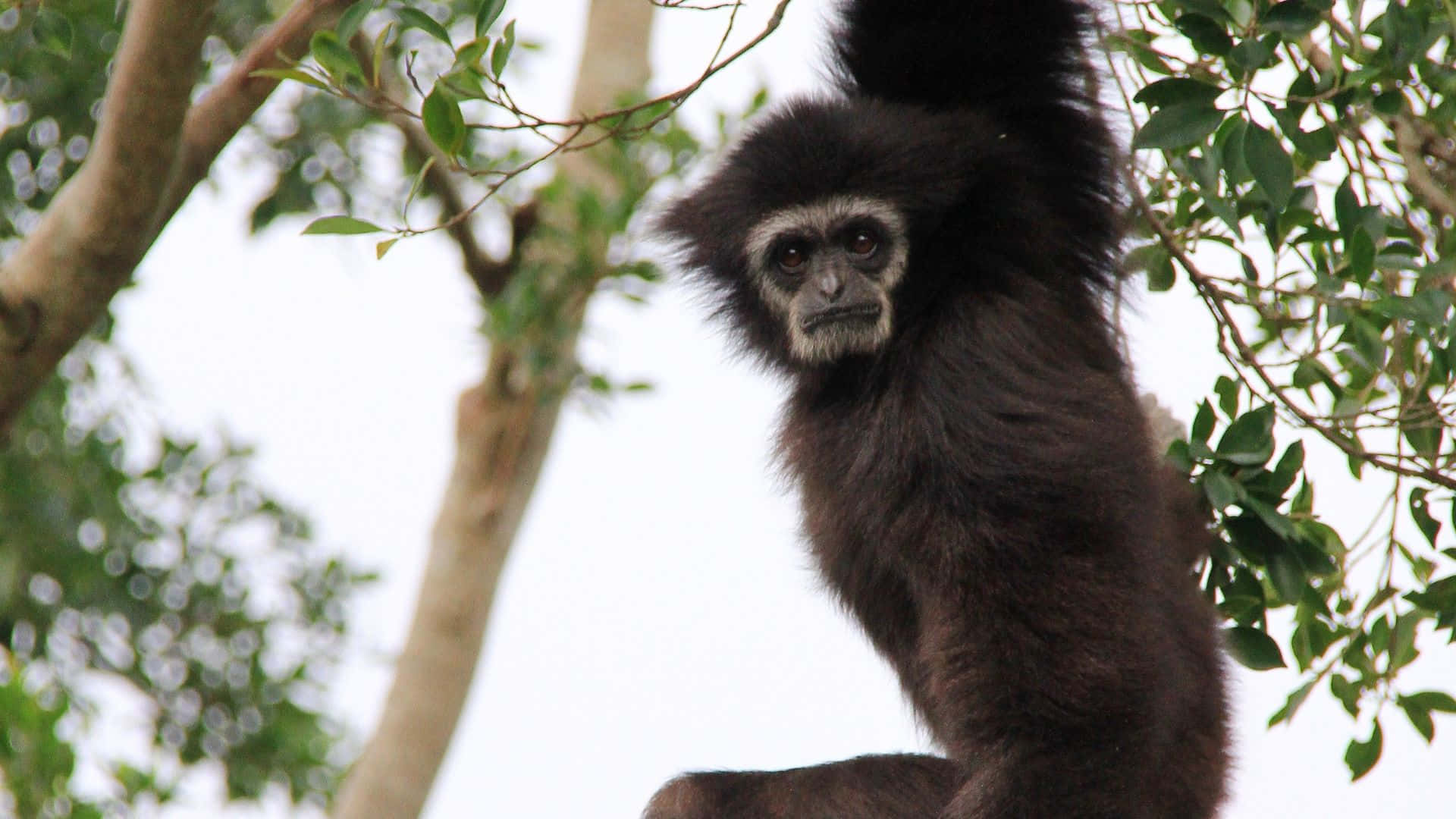 1080p Gibbon Swinging From Trees